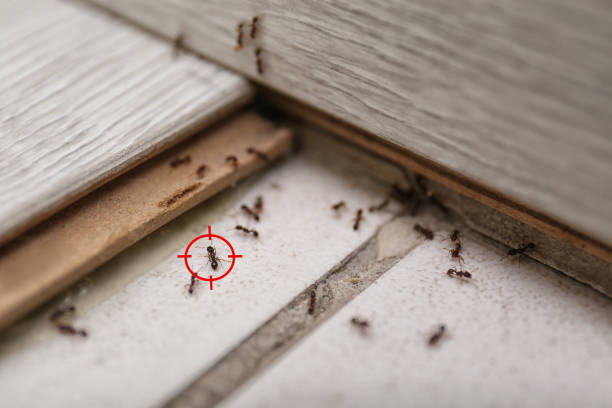 Best Emergency Pest Control  in Colonial Pine Hills, SD