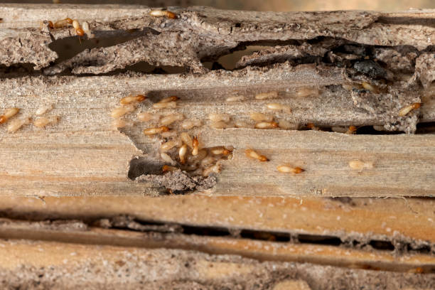 Best Mosquito Control Services  in Colonial Pine Hills, SD